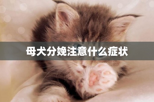 母犬分娩注意什么癥狀