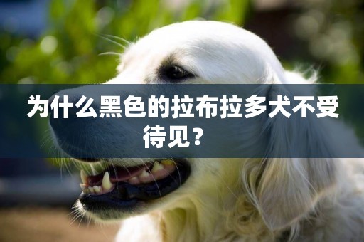 為什么黑色的拉布拉多犬不受待見？ 