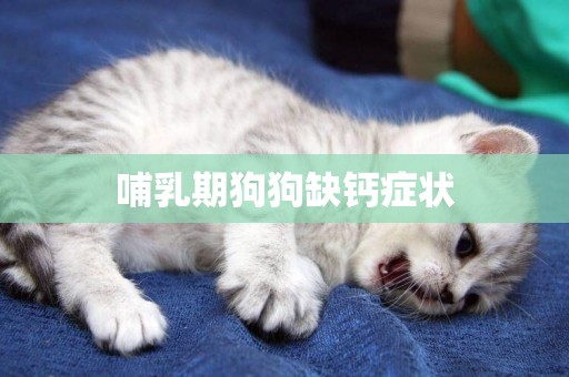 哺乳期狗狗缺鈣癥狀