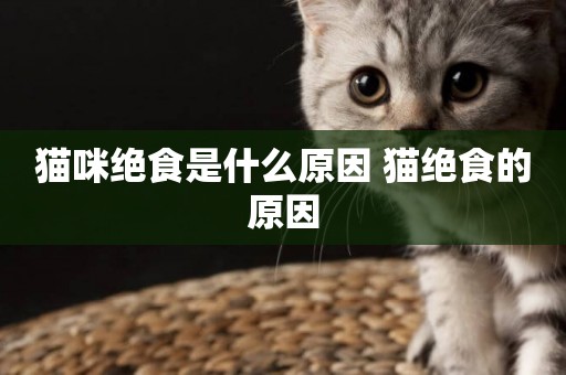 貓咪絕食是什么原因 貓絕食的原因