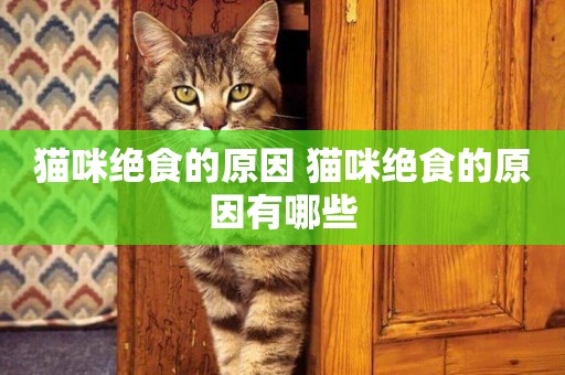 貓咪絕食的原因 貓咪絕食的原因有哪些