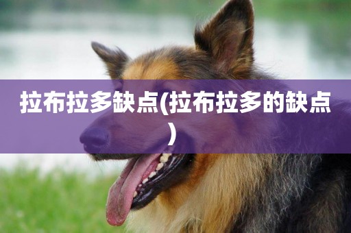 拉布拉多缺點(拉布拉多的缺點) 