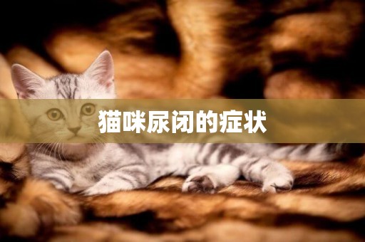 貓咪尿閉的癥狀