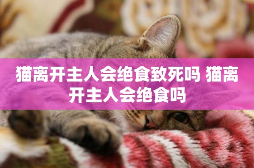 貓離開主人會絕食致死嗎 貓離開主人會絕食嗎