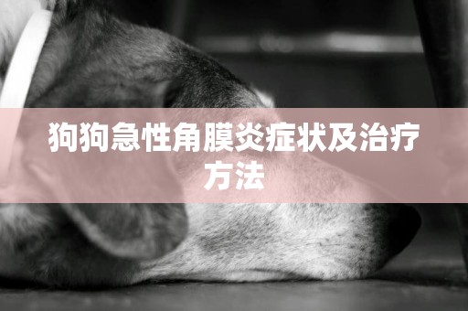 狗狗急性角膜炎癥狀及治療方法