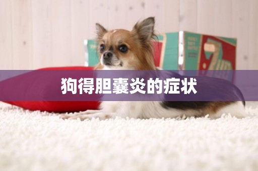 狗得膽囊炎的癥狀