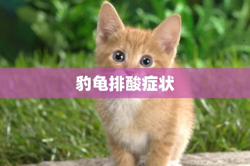 豹龜排酸癥狀