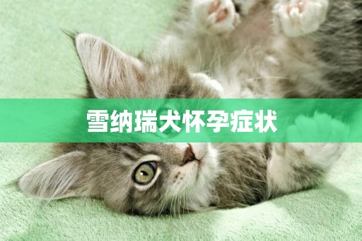 雪納瑞犬懷孕癥狀