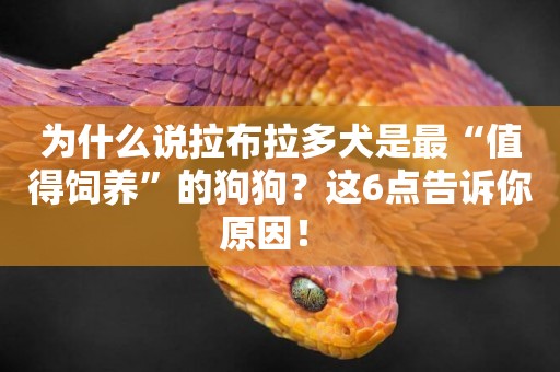 為什么說拉布拉多犬是最“值得飼養”的狗狗？這6點告訴你原因！ 