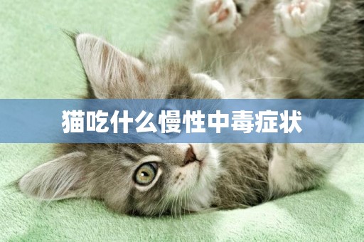 貓吃什么慢性中毒癥狀