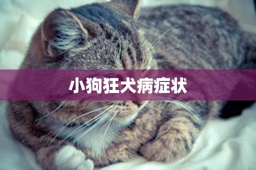 小狗狂犬病癥狀