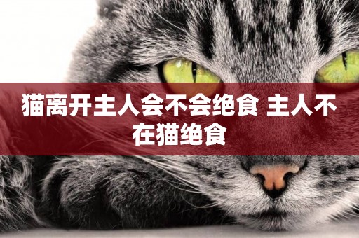 貓離開主人會不會絕食 主人不在貓絕食