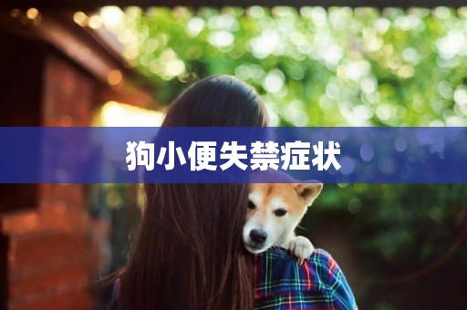 狗小便失禁癥狀