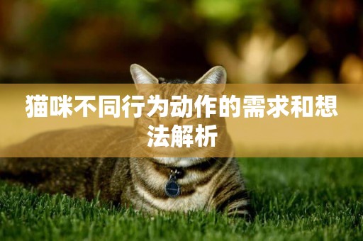 貓咪不同行為動作的需求和想法解析