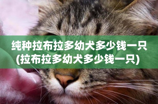 純種拉布拉多幼犬多少錢一只(拉布拉多幼犬多少錢一只) 