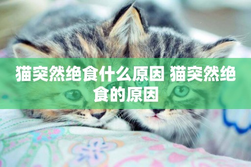 貓突然絕食什么原因 貓突然絕食的原因