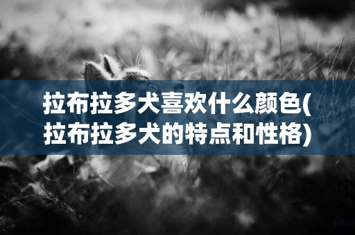 拉布拉多犬喜歡什么顏色(拉布拉多犬的特點和性格) 