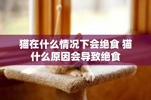 貓在什么情況下會絕食 貓什么原因會導致絕食