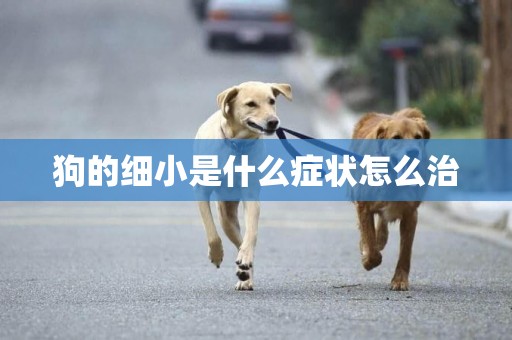 狗的細小是什么癥狀怎么治