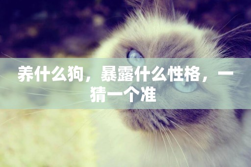 養什么狗，暴露什么性格，一猜一個準 