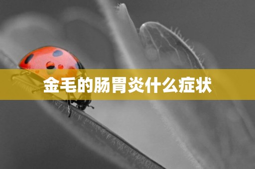 金毛的腸胃炎什么癥狀