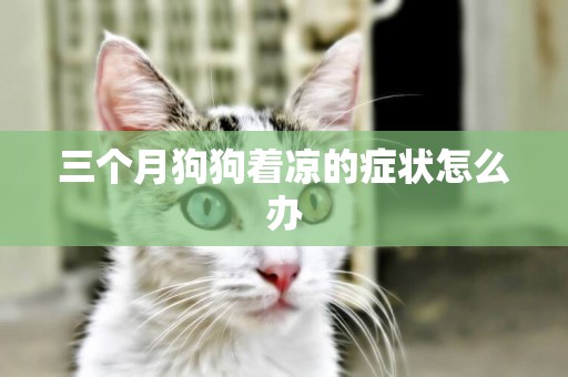 三個月狗狗著涼的癥狀怎么辦