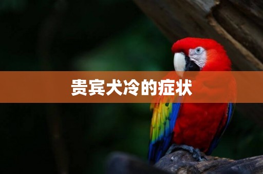 貴賓犬冷的癥狀