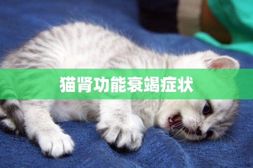 貓腎功能衰竭癥狀