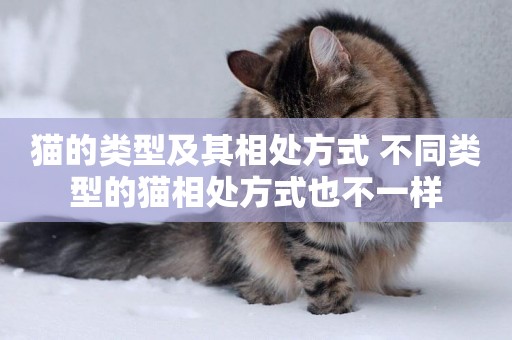 貓的類型及其相處方式 不同類型的貓相處方式也不一樣