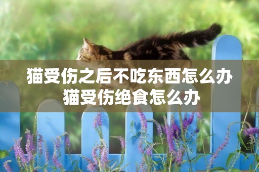 貓受傷之后不吃東西怎么辦 貓受傷絕食怎么辦