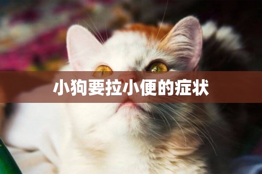 小狗要拉小便的癥狀