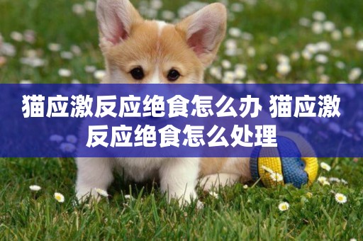 貓應激反應絕食怎么辦 貓應激反應絕食怎么處理