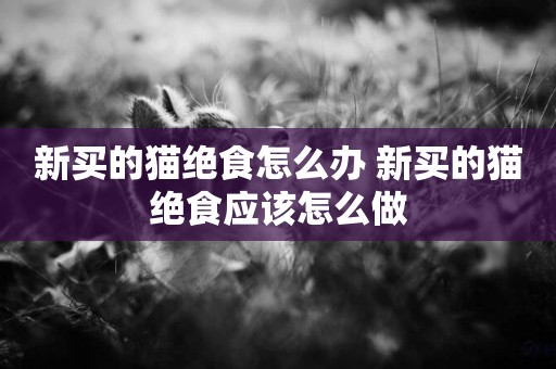 新買的貓絕食怎么辦 新買的貓絕食應該怎么做