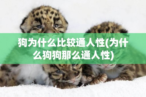 狗為什么比較通人性(為什么狗狗那么通人性)