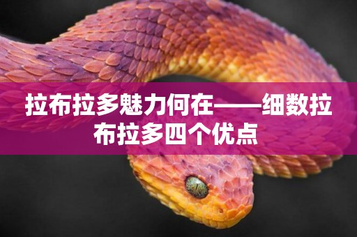 拉布拉多魅力何在——細數拉布拉多四個優點 