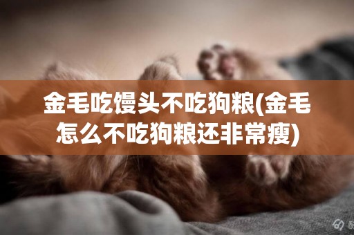 金毛吃饅頭不吃狗糧(金毛怎么不吃狗糧還非常瘦)