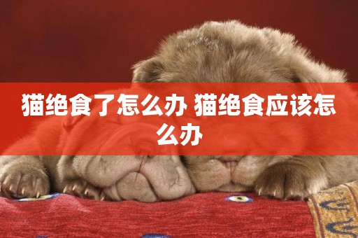 貓絕食了怎么辦 貓絕食應該怎么辦