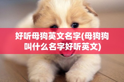 好聽母狗英文名字(母狗狗叫什么名字好聽英文)