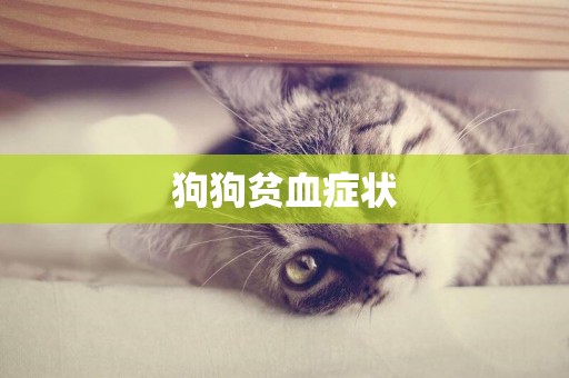 狗狗貧血癥狀