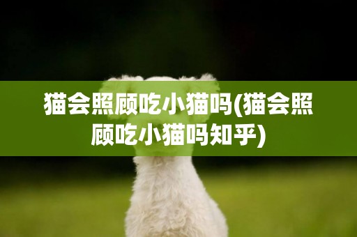 貓會照顧吃小貓嗎(貓會照顧吃小貓嗎知乎)