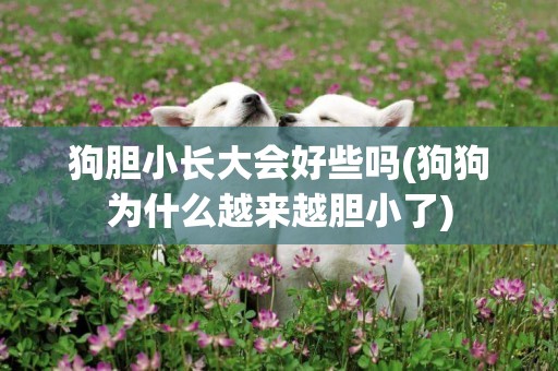 狗膽小長大會好些嗎(狗狗為什么越來越膽小了)