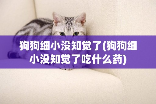 狗狗細小沒知覺了(狗狗細小沒知覺了吃什么藥)