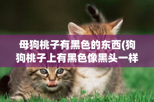 母狗桃子有黑色的東西(狗狗桃子上有黑色像黑頭一樣)