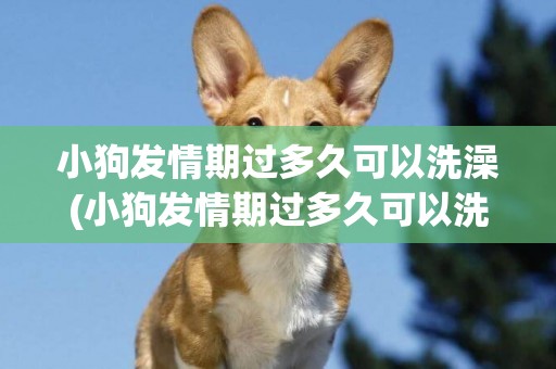 小狗發情期過多久可以洗澡(小狗發情期過多久可以洗澡啊)