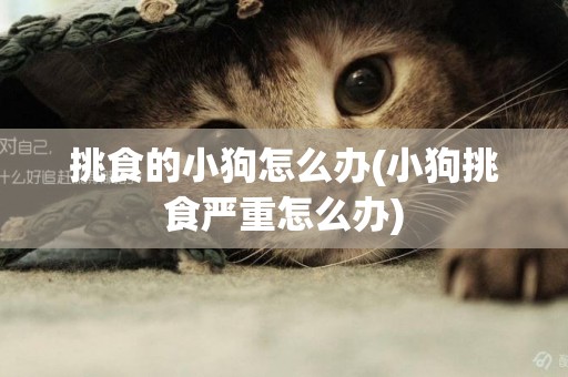 挑食的小狗怎么辦(小狗挑食嚴重怎么辦)