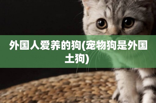外國人愛養的狗(寵物狗是外國土狗) 