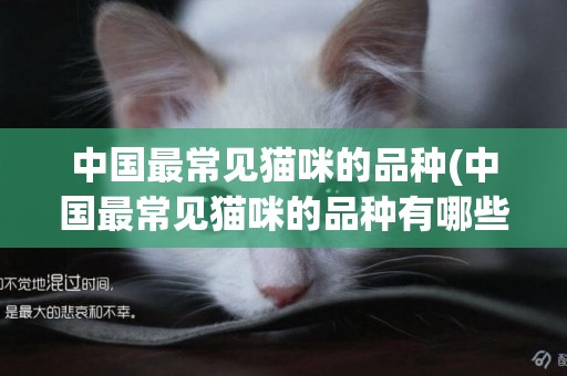 中國最常見貓咪的品種(中國最常見貓咪的品種有哪些)