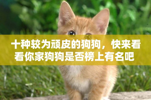 十種較為頑皮的狗狗，快來看看你家狗狗是否榜上有名吧 