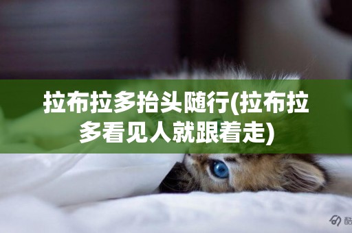 拉布拉多抬頭隨行(拉布拉多看見人就跟著走)