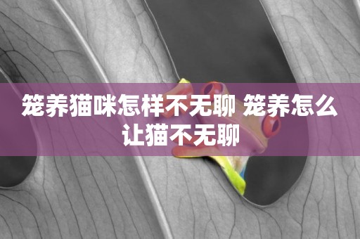 籠養貓咪怎樣不無聊 籠養怎么讓貓不無聊